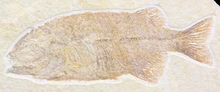 Uncommon Phareodus Fish Fossil - Visible Teeth #44535